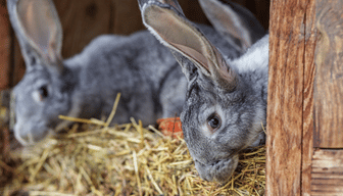 Rabbits poking their head out of a hutch door, eating straw